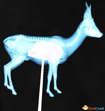 猎人荒野的呼唤个动物秒杀位置介绍