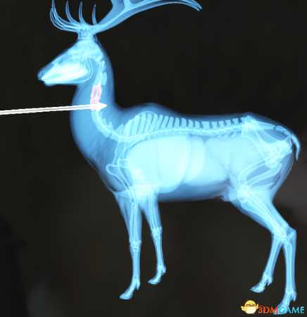 猎人荒野的呼唤个动物秒杀位置介绍