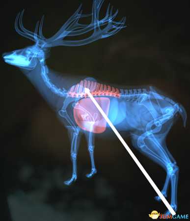 猎人荒野的呼唤个动物秒杀位置介绍