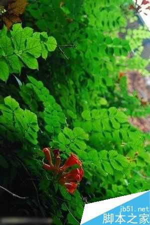 如何拍好植物微距摄影?微距拍摄技巧介绍