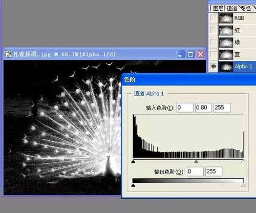 ps完美抠图利用计算法快速抠出孔雀图片教程