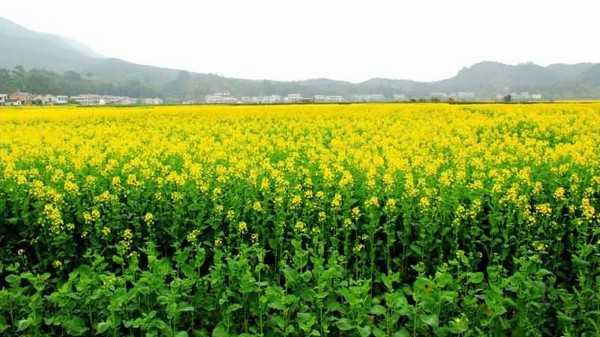 ps怎样把白天油菜花地图片调出大气好看的霞光效果?