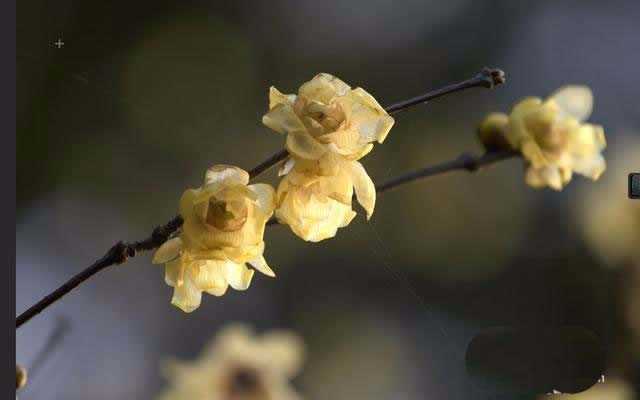 ps怎么精修花朵图片? ps精修花朵的教程